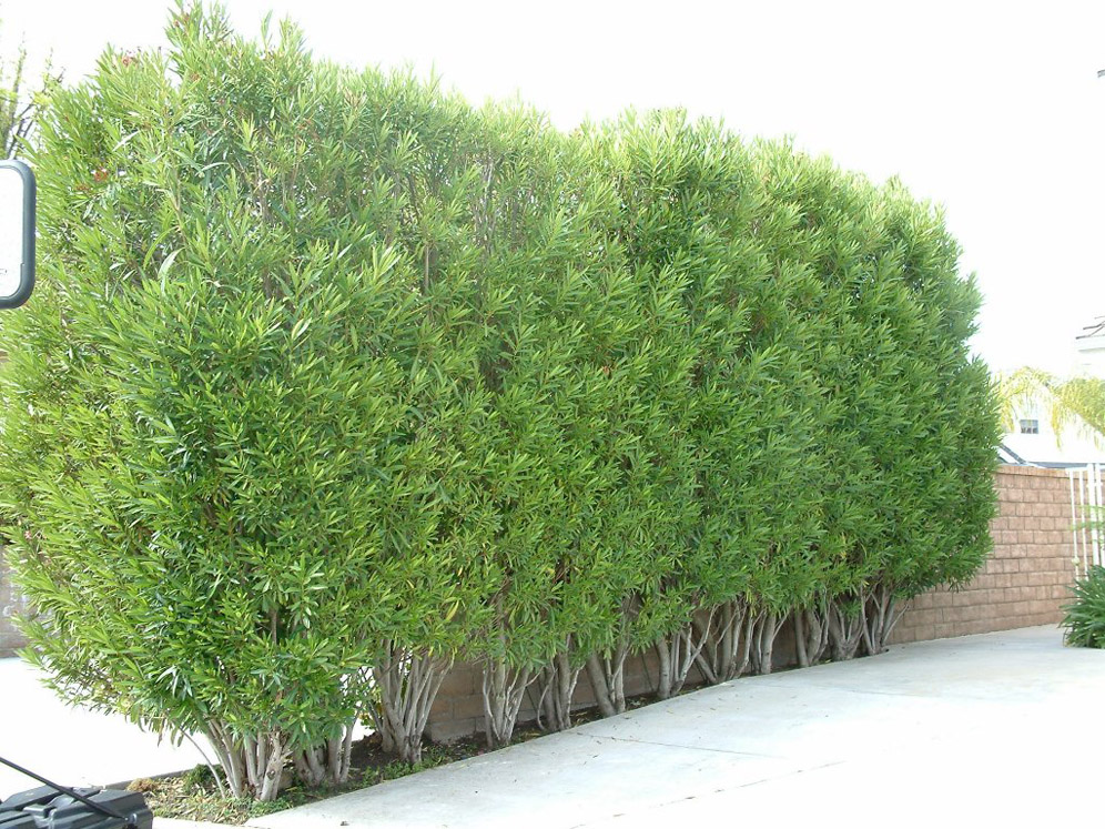 Hedges
