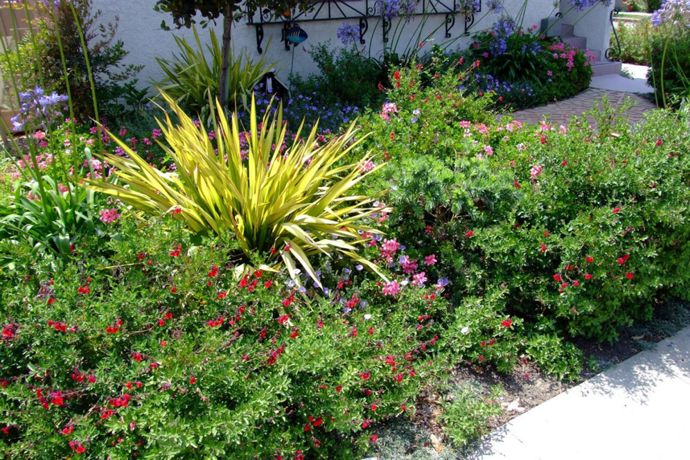 Shrub Borders