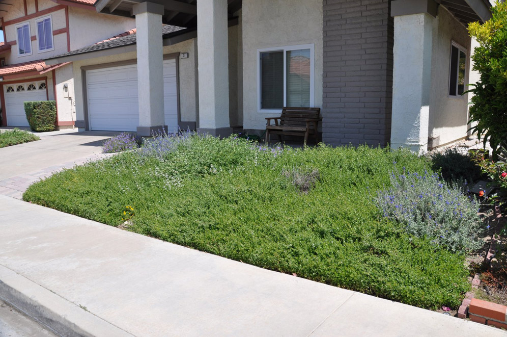 Lawn Alternatives