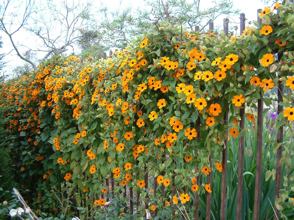 Vine Supports