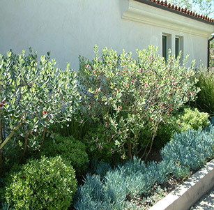Shrub Borders
